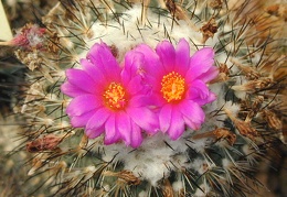 Gymnocactus viereckii L1159