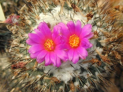 Gymnocactus viereckii L1159