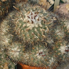 Gymnocactus viereckii L1159 pl