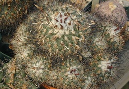 Gymnocactus viereckii L1159 pl