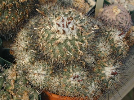 Gymnocactus viereckii L1159 pl