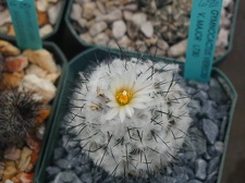 Gymnocactus viereckii v  major L730