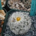 Gymnocactus viereckii v  major L730