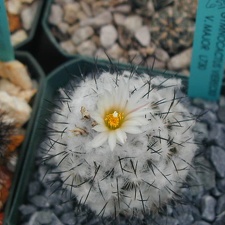 Gymnocactus viereckii v  major L730