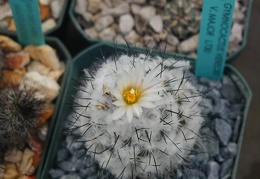 Gymnocactus viereckii v  major L730