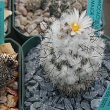Gymnocactus viereckii v  major L730 pl