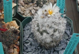 Gymnocactus viereckii v  major L730 pl