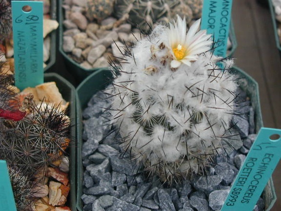 Gymnocactus viereckii v  major L730 pl