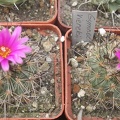 Gymnocactus vierekii