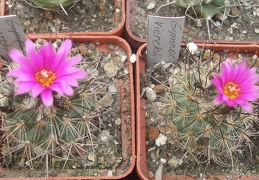 Gymnocactus vierekii