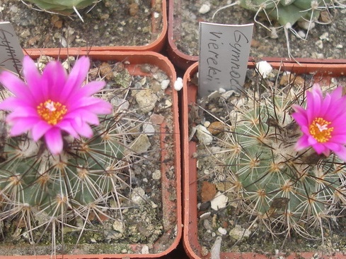 Gymnocactus vierekii