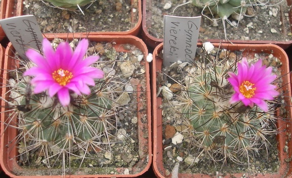 Gymnocactus vierekii