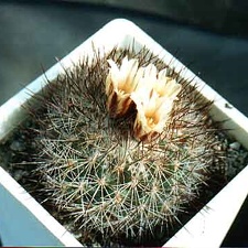 Gymnocactus (Escobaria) aguirreanus