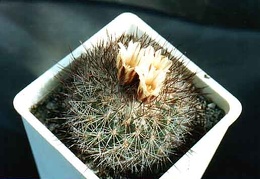 Gymnocactus (Escobaria) aguirreanus