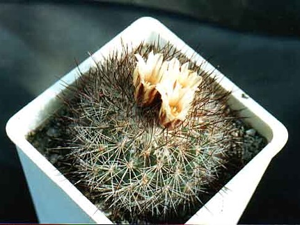 Gymnocactus (Escobaria) aguirreanus
