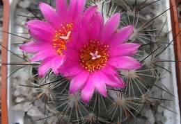 gymnocactus viereckii Ann