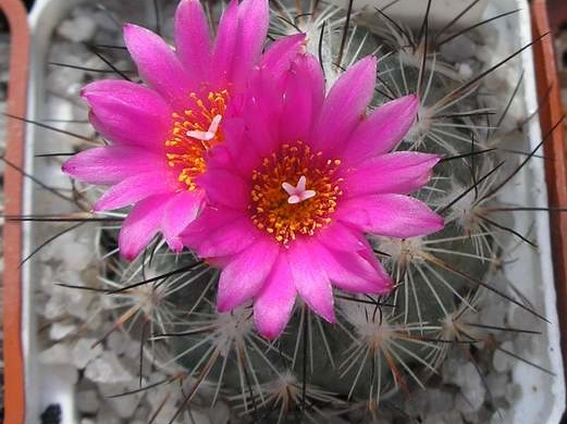 gymnocactus viereckii Ann