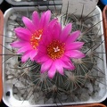 gymnocactus viereckii Ann