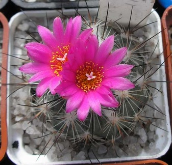 gymnocactus viereckii Ann