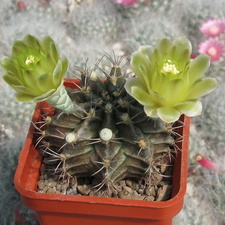 GYMNOCALYCIUM mihanovichii VoS 01-005
