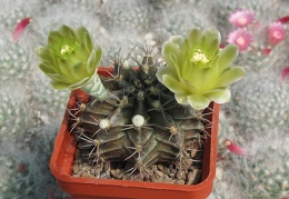 GYMNOCALYCIUM mihanovichii VoS 01-005