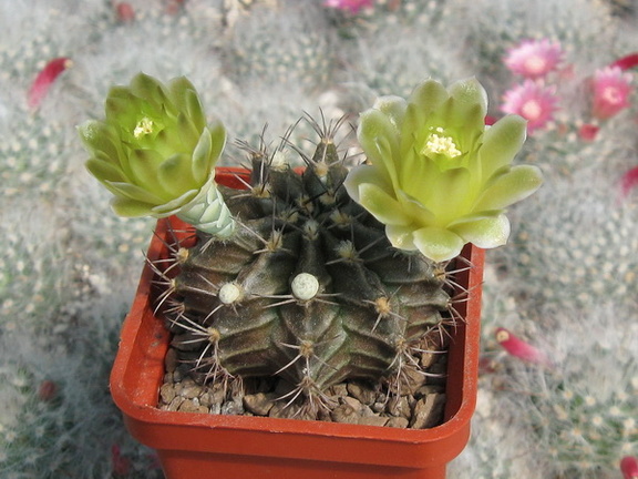 GYMNOCALYCIUM mihanovichii VoS 01-005