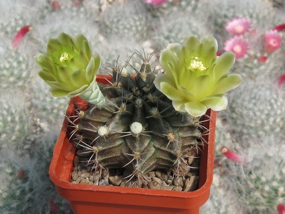 GYMNOCALYCIUM mihanovichii VoS 01-005