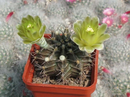 GYMNOCALYCIUM mihanovichii VoS 01-005
