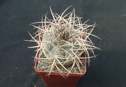 Gumnocalicium cardenasianum