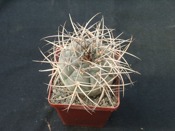 Gumnocalicium cardenasianum