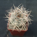 Gumnocalicium cardenasianum