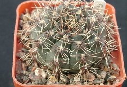 Gumnocalicium erinaceum