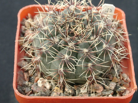 Gumnocalicium erinaceum