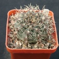 Gumnocalicium erinaceum