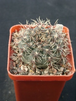 Gumnocalicium erinaceum