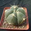 Gumnocalicium horstii