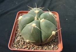 Gumnocalicium horstii