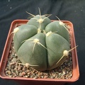 Gumnocalicium horstii