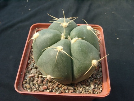 Gumnocalicium horstii