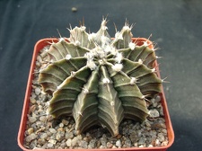 Gumnocalicium priedrichii