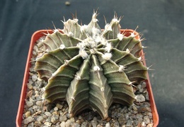 Gumnocalicium priedrichii