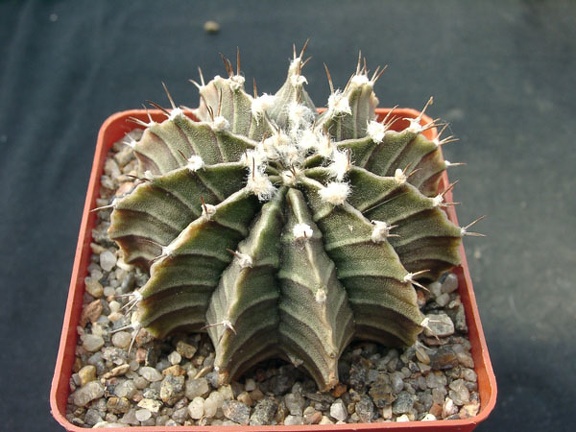 Gumnocalicium priedrichii