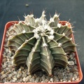 Gumnocalicium priedrichii