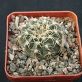 Gumnocalicium quelianum v flavispinum