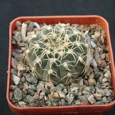 Gumnocalicium quelianum v flavispinum