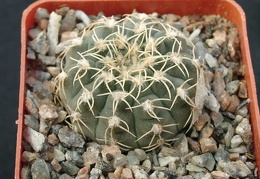 Gumnocalicium quelianum v flavispinum