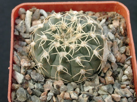 Gumnocalicium quelianum v flavispinum