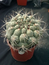 Gumnocalicium saglionis