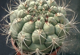 Gumnocalicium saglionis