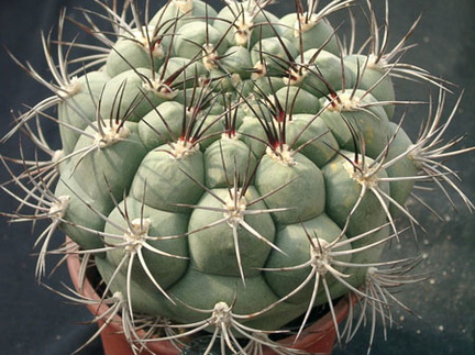 Gumnocalicium saglionis